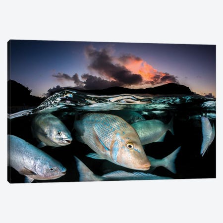 Sunset Fish Frenzy Lord Howe Island Canvas Print #RNS59} by Jordan Robins Canvas Art