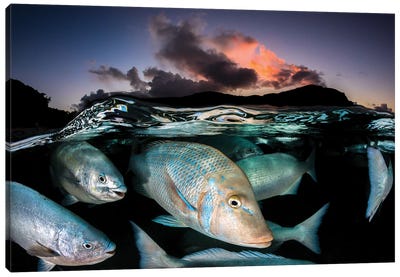 Sunset Fish Frenzy Lord Howe Island Canvas Art Print - Jordan Robins