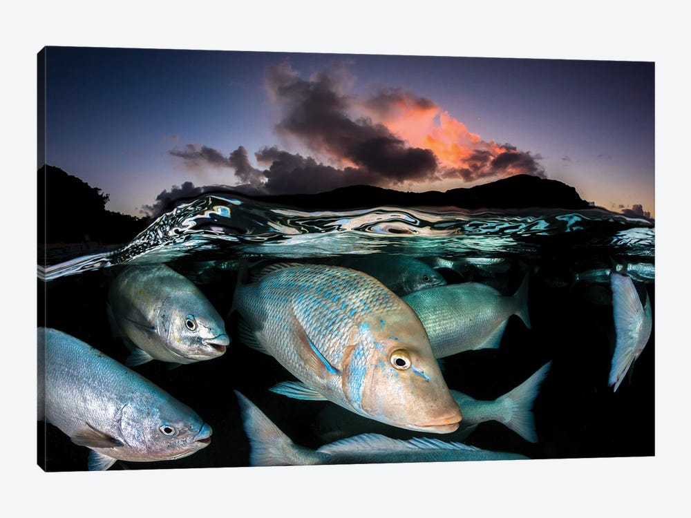 Sunset Fish Frenzy Lord Howe Island by Jordan Robins 1-piece Art Print