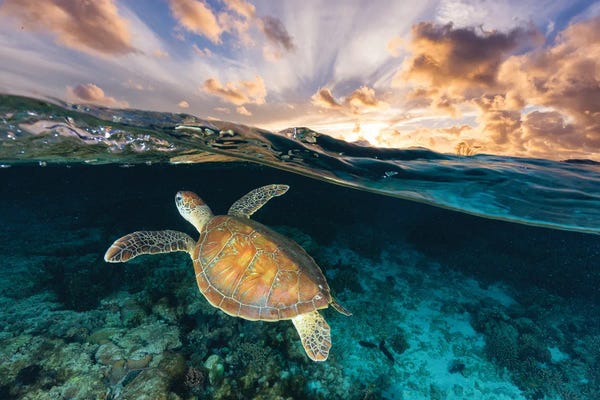 Large Scenic & Landscape Art - Canvas Prints: Be Free by Jordan Robins