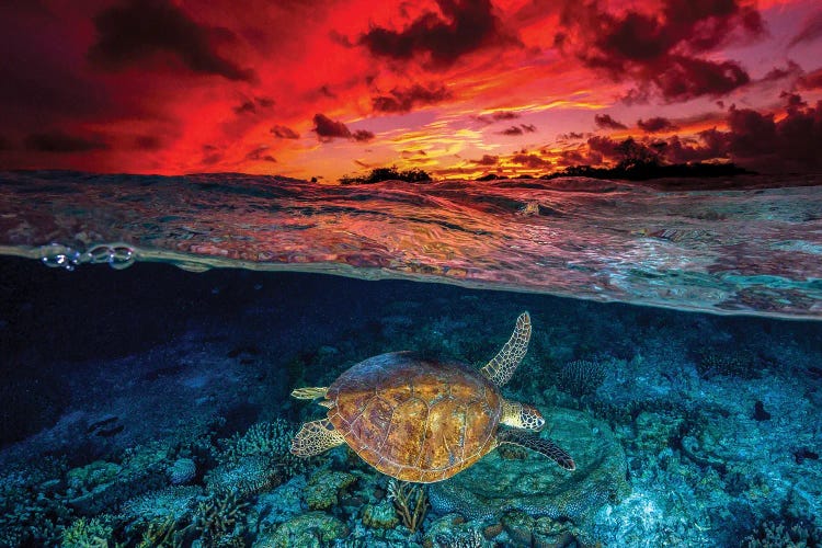 Sunset Swimming