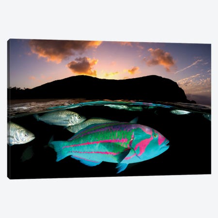 Surge Wrasse Sunset Lord Howe Island Canvas Print #RNS62} by Jordan Robins Art Print