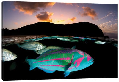 Surge Wrasse Sunset Lord Howe Island Canvas Art Print - Jordan Robins