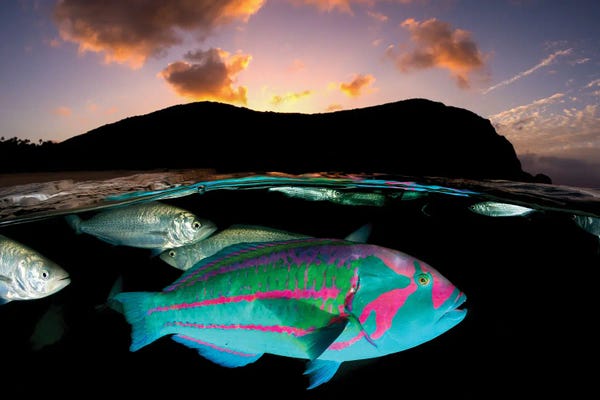 Underwater: Surge Wrasse Sunset Lord Howe Island by Jordan Robins