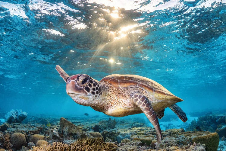 Swimming In The Golden Light by Jordan Robins wall art