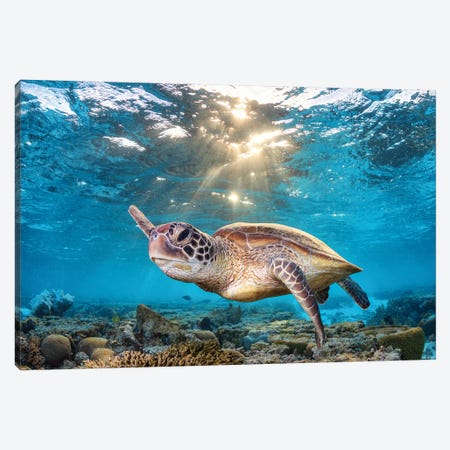 Swimming In The Golden Light Canvas Print #RNS64} by Jordan Robins Canvas Wall Art