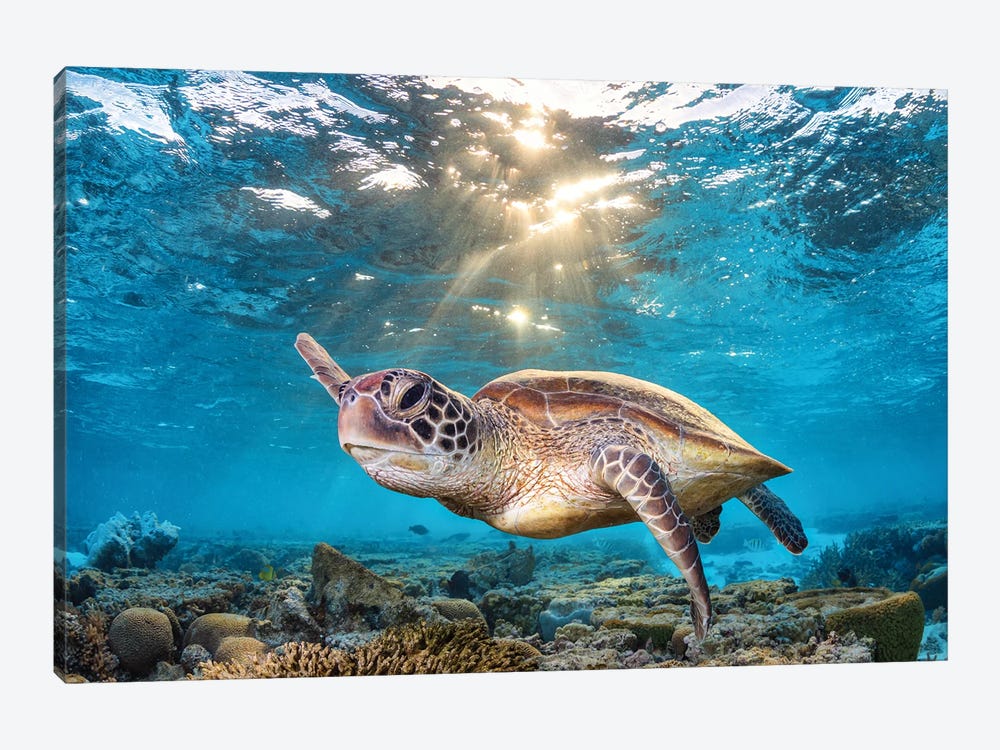 Swimming In The Golden Light by Jordan Robins 1-piece Canvas Print