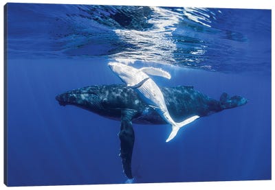 The Dancing Whale Canvas Art Print - Jordan Robins