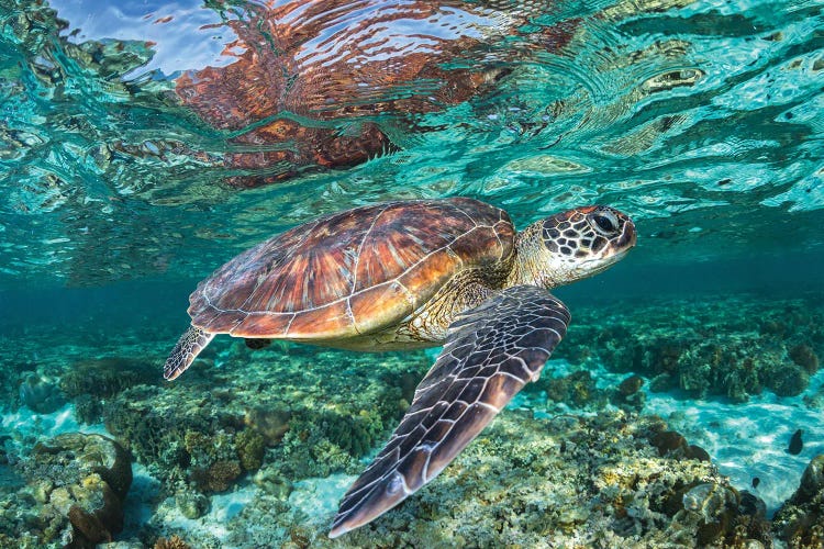 The Reef Wanderer by Jordan Robins wall art