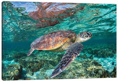 The Reef Wanderer Canvas Art Print - Jordan Robins