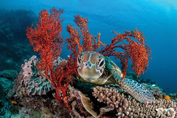 Underwater: The Resting Place by Jordan Robins