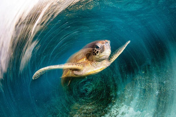 Photography: Turtle Swirl by Jordan Robins