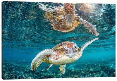 Turtle Wink Canvas Art Print - Underwater Art