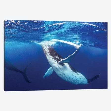 Whale of a Time Canvas Print #RNS72} by Jordan Robins Canvas Wall Art