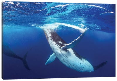 Whale of a Time Canvas Art Print - Jordan Robins