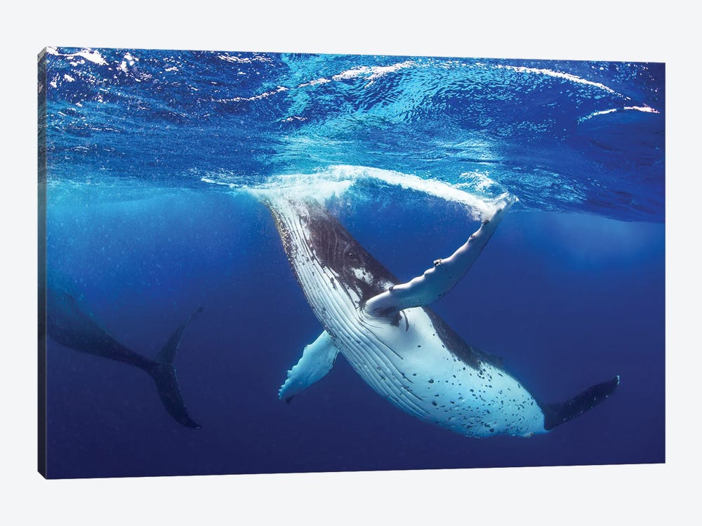 Whale of a Time by Jordan Robins 1-piece Canvas Wall Art