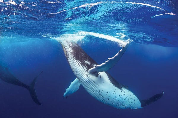 Whale of a Time