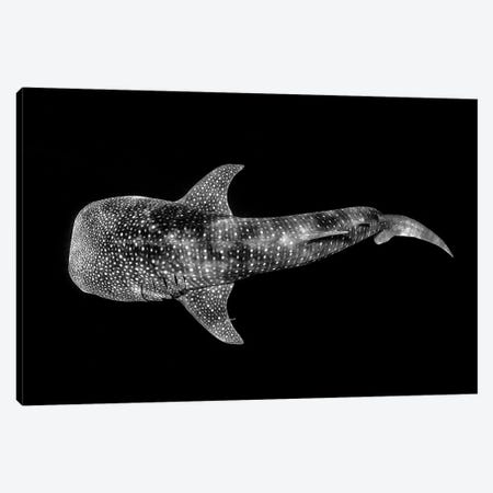 Whale Shark Ningaloo Reef Canvas Print #RNS73} by Jordan Robins Canvas Artwork