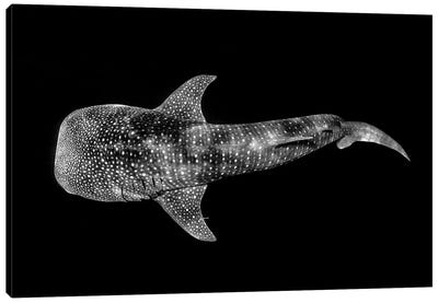 Whale Shark Ningaloo Reef Canvas Art Print - Jordan Robins