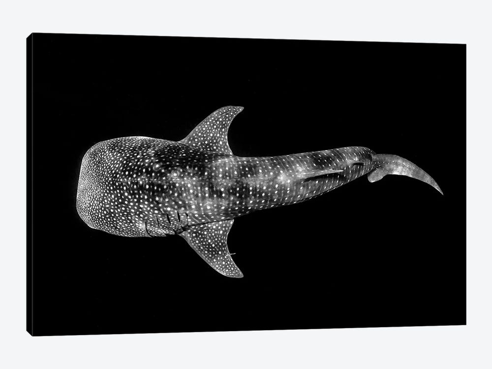Whale Shark Ningaloo Reef by Jordan Robins 1-piece Art Print