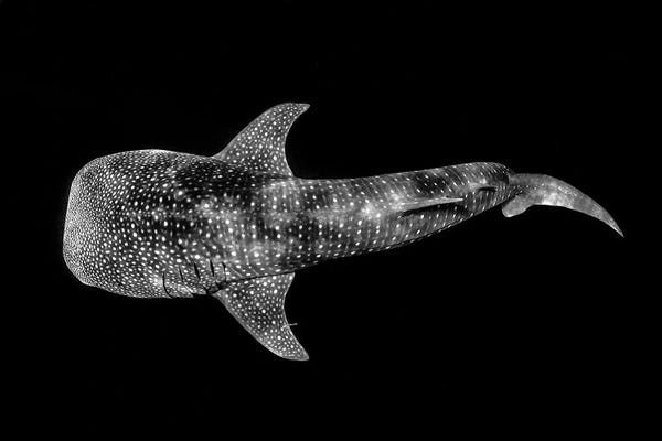 Sharks: Whale Shark Ningaloo Reef by Jordan Robins