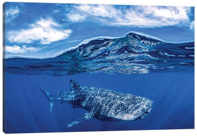 Whale Shark Over Under Canvas Art Print - Shark Art