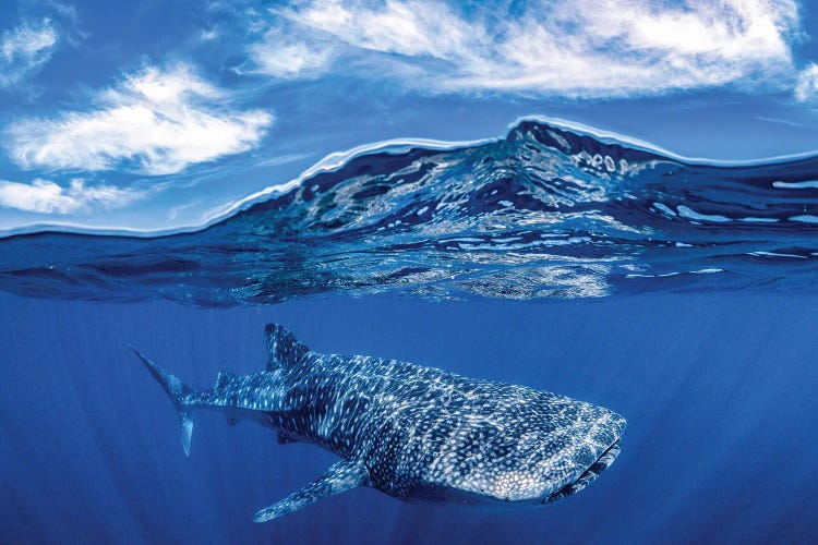 Whale Shark Over Under