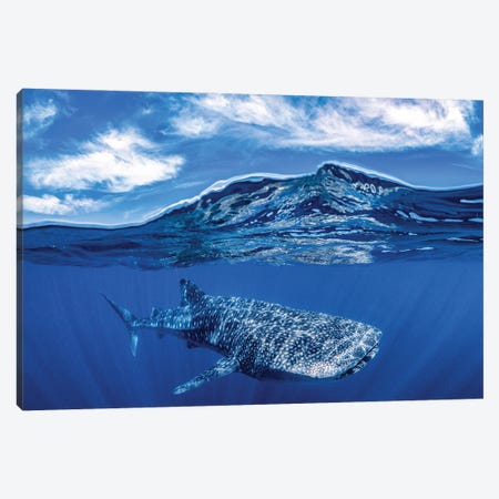 Whale Shark Over Under Canvas Print #RNS74} by Jordan Robins Canvas Print