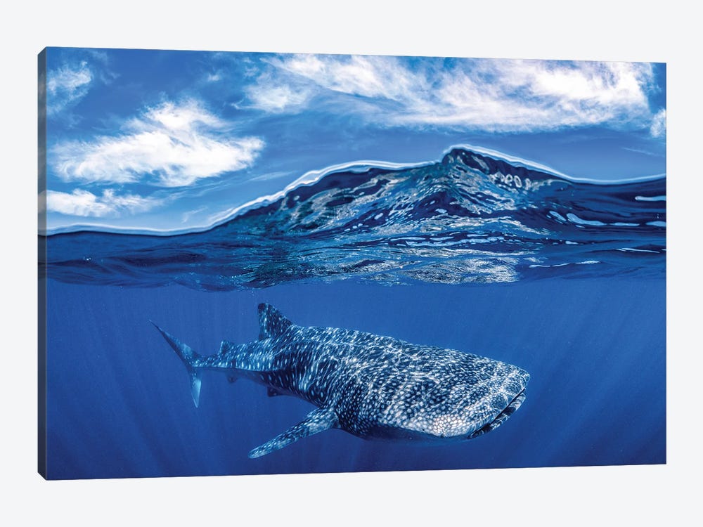 Whale Shark Over Under by Jordan Robins 1-piece Canvas Wall Art