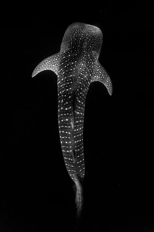 Whale Shark Vertical