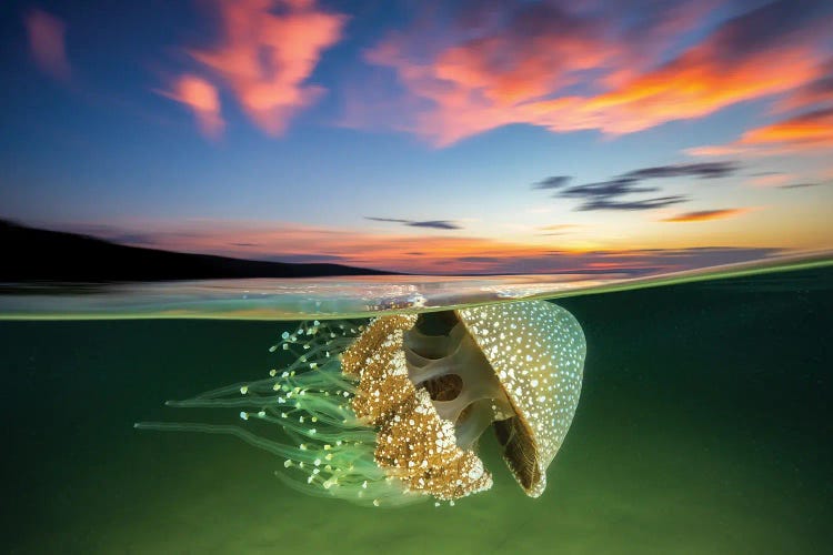 White Spotted Jellyfish Sunset