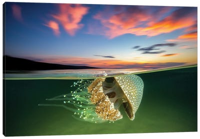 White Spotted Jellyfish Sunset Canvas Art Print - Jordan Robins