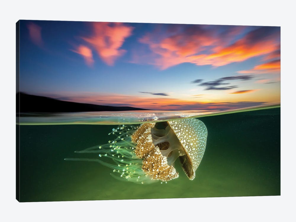 White Spotted Jellyfish Sunset by Jordan Robins 1-piece Canvas Art