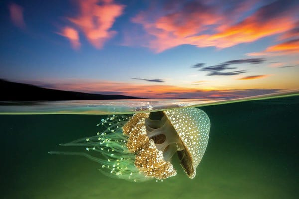 Jellyfish: White Spotted Jellyfish Sunset by Jordan Robins