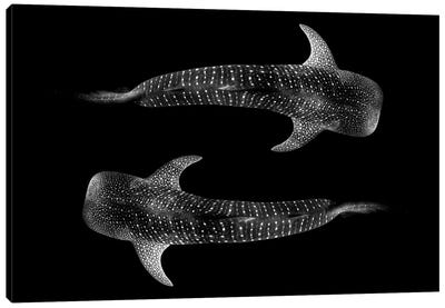 Yin & Yang Whale Shark Canvas Art Print - Jordan Robins
