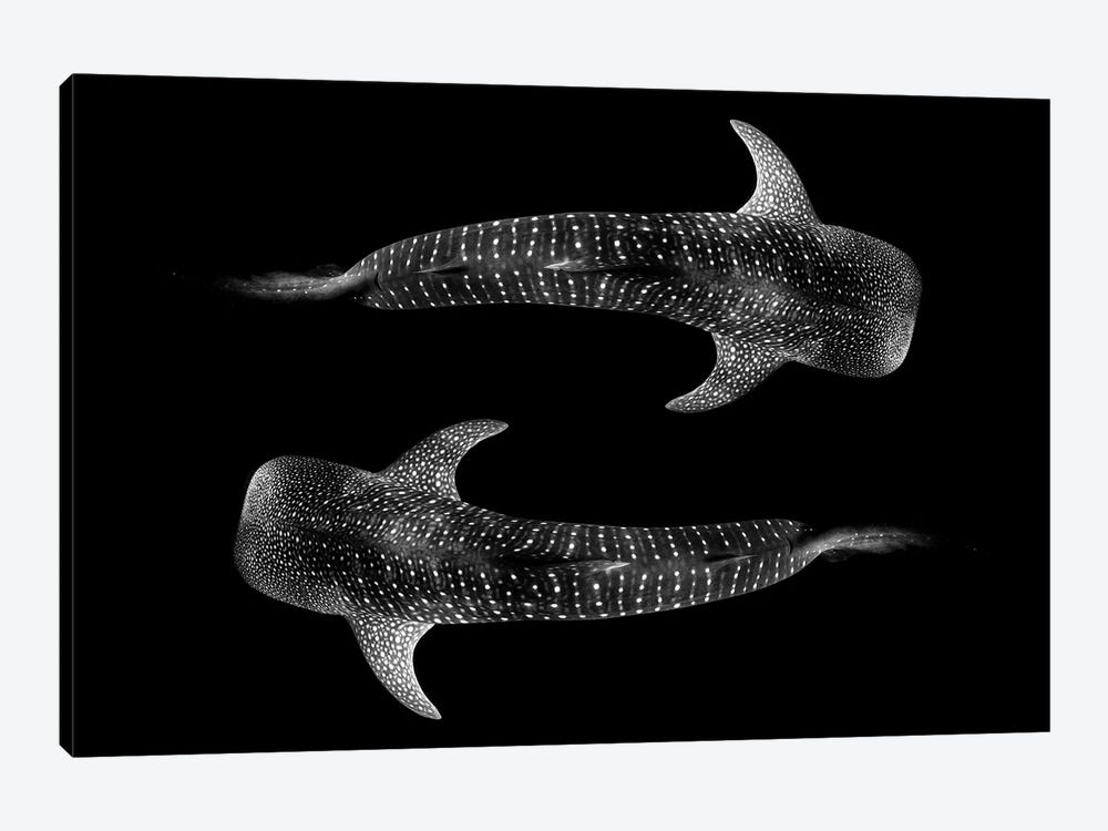 Yin & Yang Whale Shark by Jordan Robins 1-piece Art Print