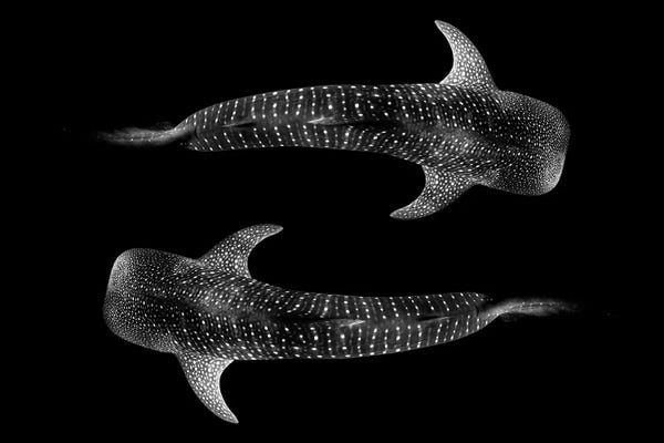 Sharks: Yin & Yang Whale Shark by Jordan Robins