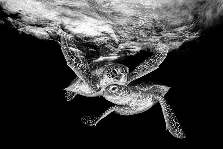 Double Trouble Turtles Monochrome