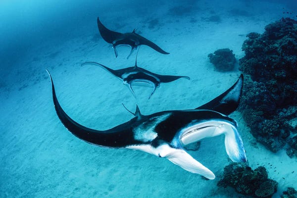 Rays: Manta Ray Train by Jordan Robins