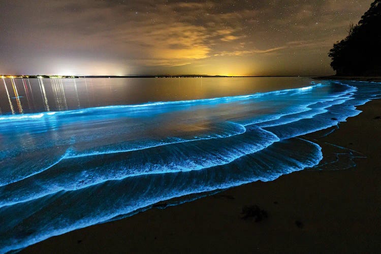 Bioluminescence Jervis Bay by Jordan Robins wall art