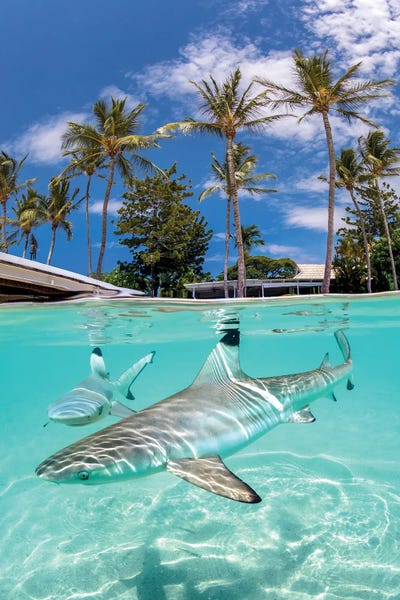 Blacktip Reef Sharks by Jordan Robins framed wall art