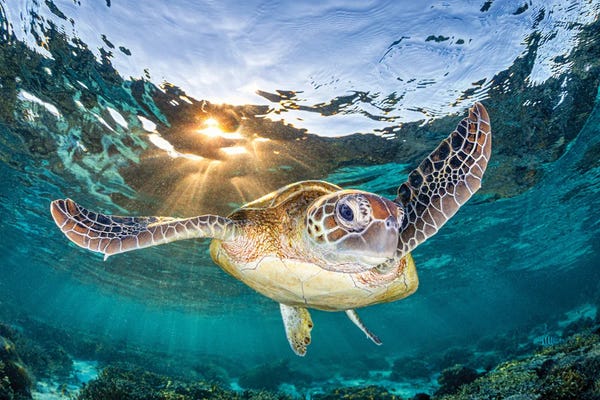 Turtles: Golden Light Turtle Great Barrier Reef by Jordan Robins
