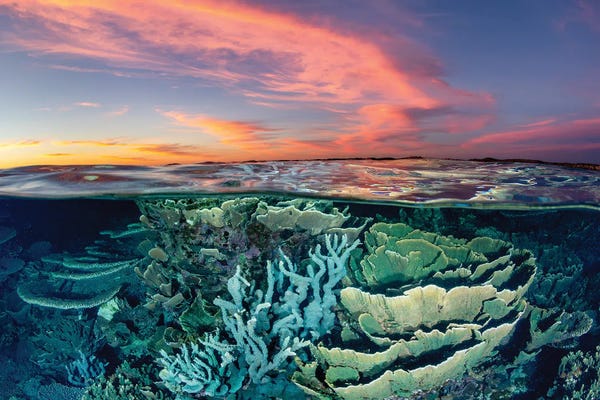 Coral: Sunset Over The Coral Gardens Ningaloo Reef by Jordan Robins