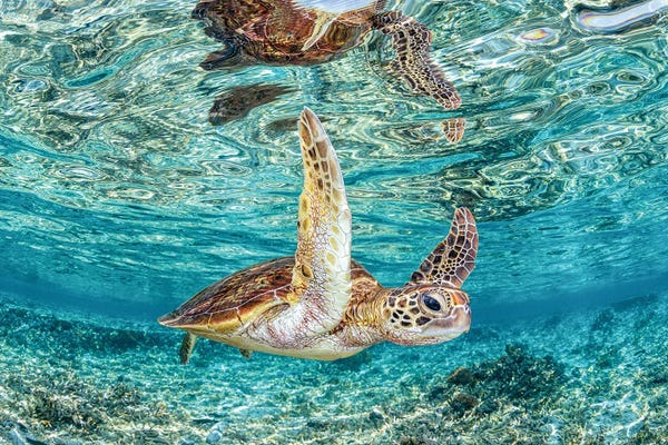 Reptiles & Amphibians: Crystal Clear Turtle Heron Island by Jordan Robins