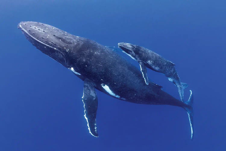 Side By Side Mother And Calf Humpback Whales