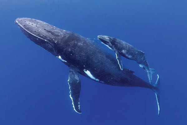 Whales: Side By Side Mother And Calf Humpback Whales by Jordan Robins