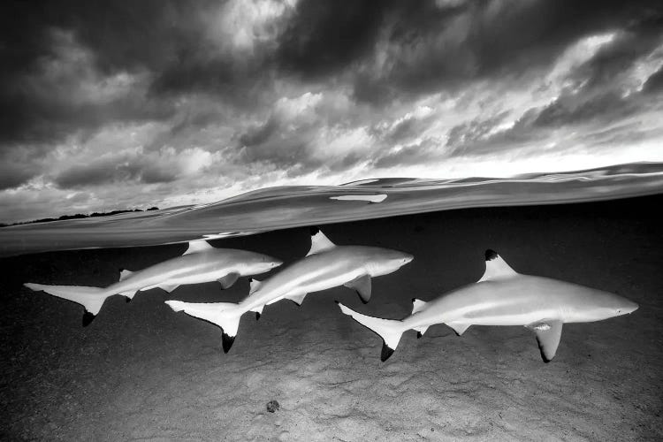 The Best Of Three Monochrome by Jordan Robins wall art