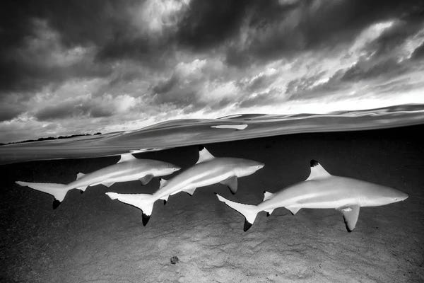 Sharks: The Best Of Three Monochrome by Jordan Robins