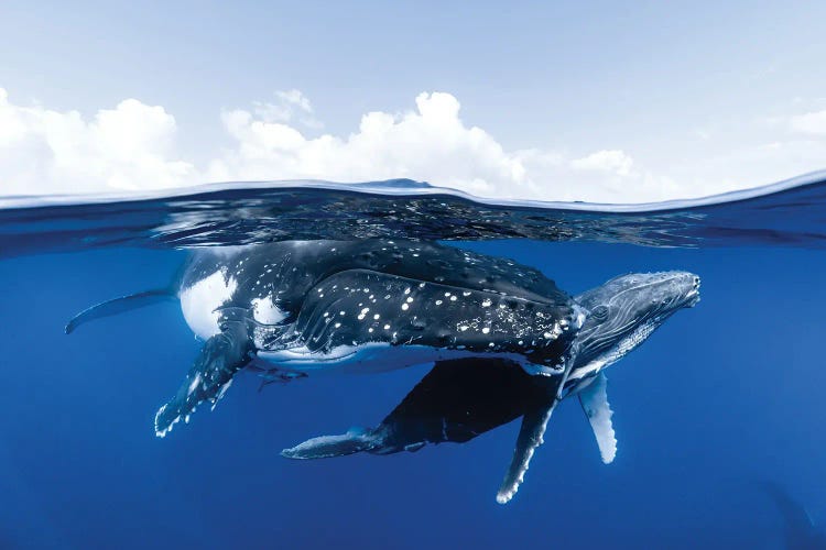 Mother And Calf Over Under by Jordan Robins wall art