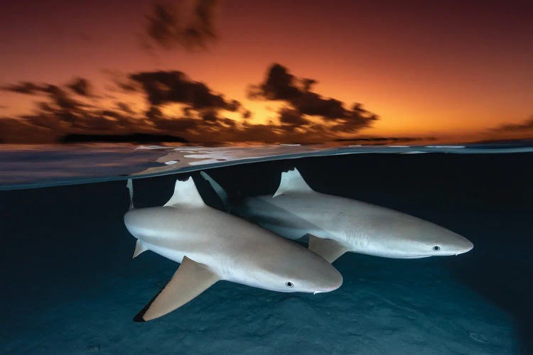 Side By Side Blacktip Reef Sharks by Jordan Robins wall art